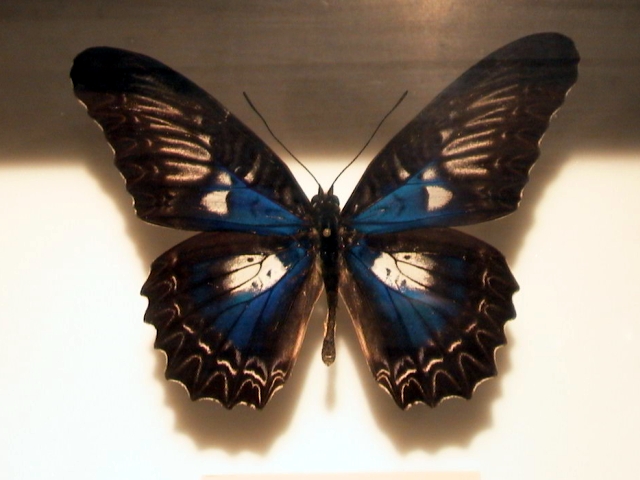 Файл:Cethosia myrina.jpg