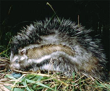 Файл:Lophiomys imhausi.jpg