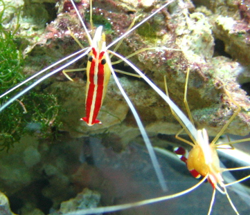 Файл:Lysmata amboinensis.png