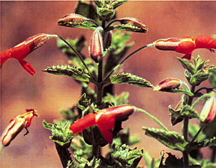 Файл:Mimulus cardinalis.png