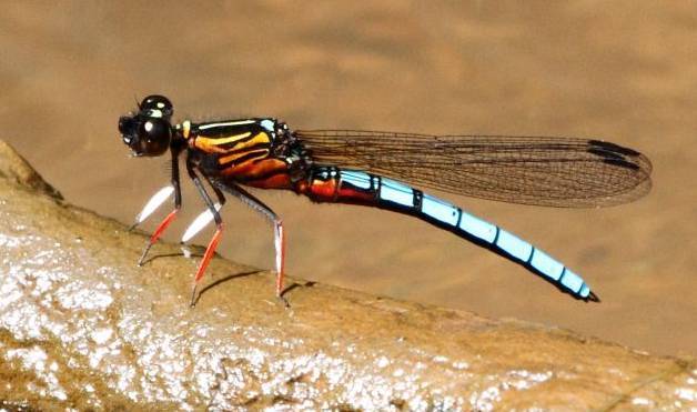 Файл:Platycypha caligata.jpg