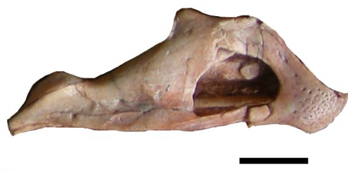 Файл:Yulong jaw.png