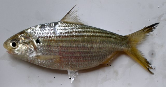 Файл:Anodontostoma chacunda.jpg