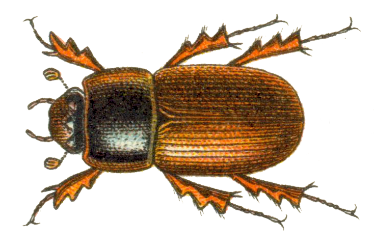 Файл:Aphodius rufus.png