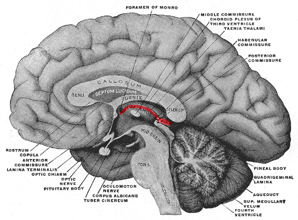 Файл:Epithalamus.png