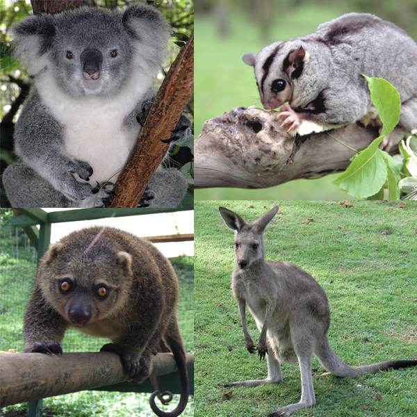 Файл:Marsupialia collage.png