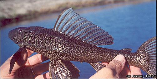 Файл:Pterygoplichthys multiradiatus in Florida US ACE.jpg
