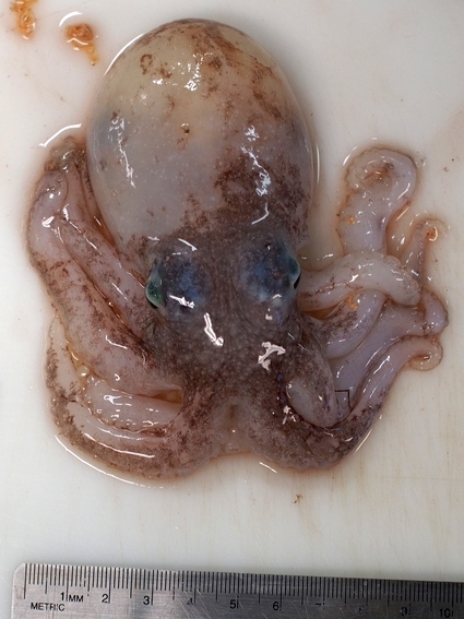 Файл:Adelieledone polymorpha.jpg