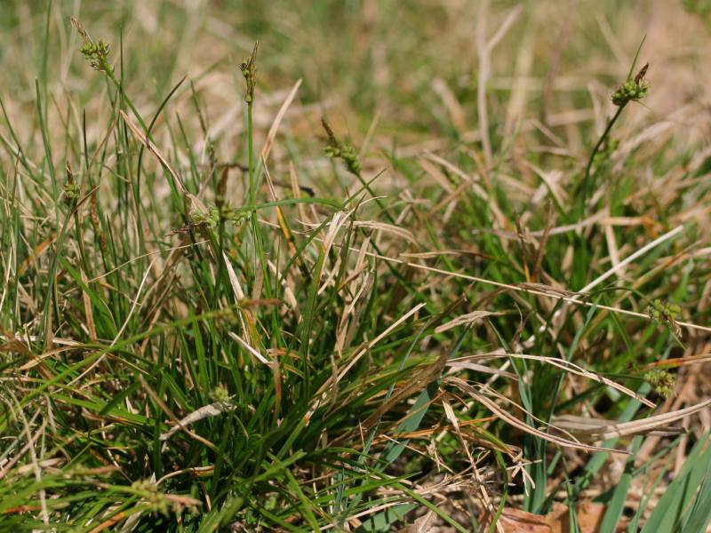 Файл:Carex pilulifera habitus.jpeg