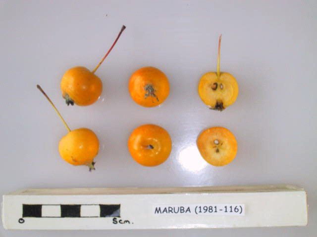 Файл:Cross section of Maruba, National Fruit Collection (acc. 1981-116).jpg