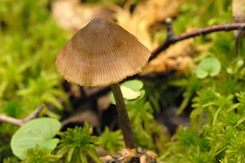 Файл:Entoloma conferendum - Lindsey.jpg