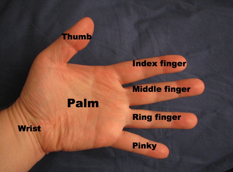 Файл:Hand parts.jpg