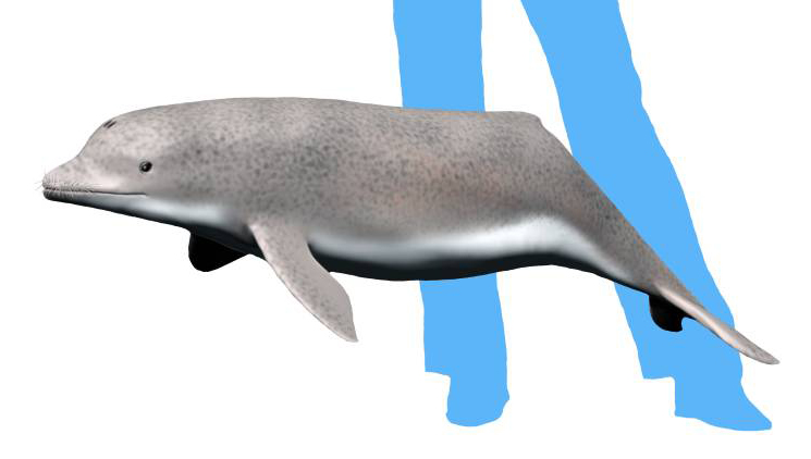 Файл:Inermorostrum NT.jpg