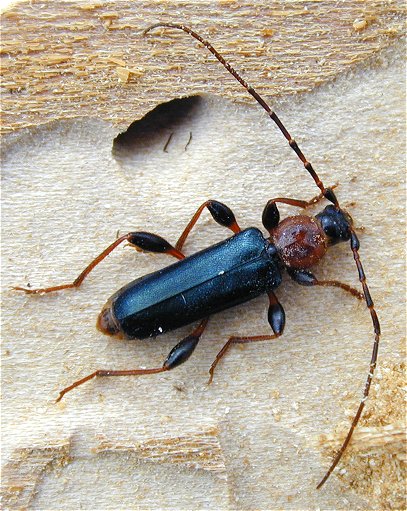 Файл:Phymatodes testaceus-1.jpg
