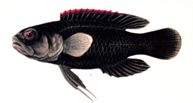 Файл:Plesiops coeruleolineatus.jpg