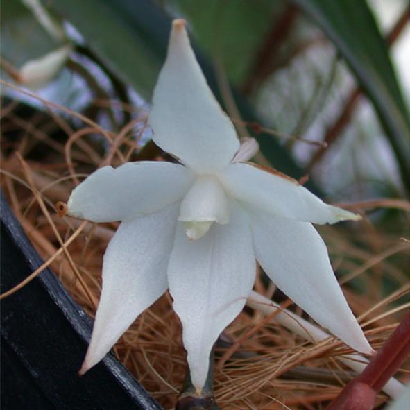 Файл:Aerangis biloba.jpg