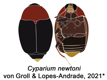 Файл:Cyparium newtoni.png