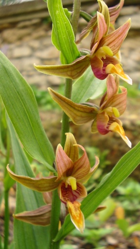 Файл:Epipactis gigantea.jpg