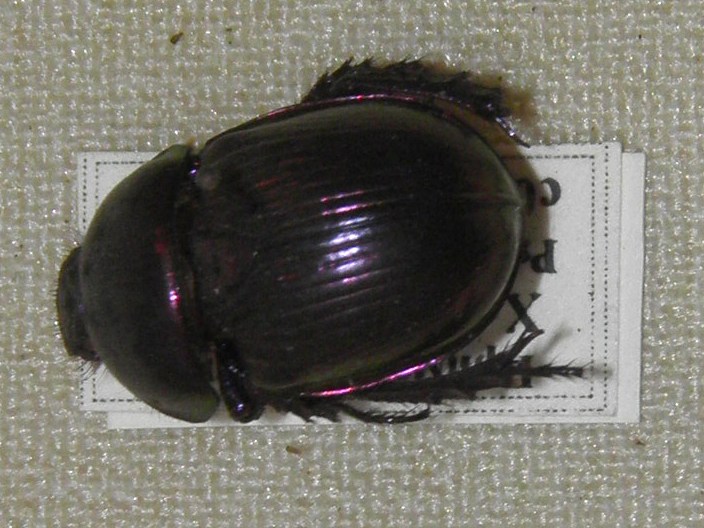 Файл:Geotrupes koltzei.jpg