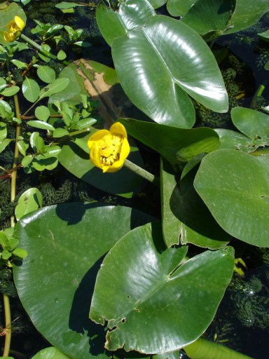 Файл:Nuphar lutea.jpg