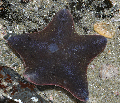Файл:Patiriella regularis.jpg