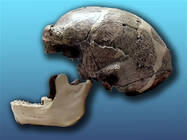 Файл:Sinathropus pekinensis.jpg