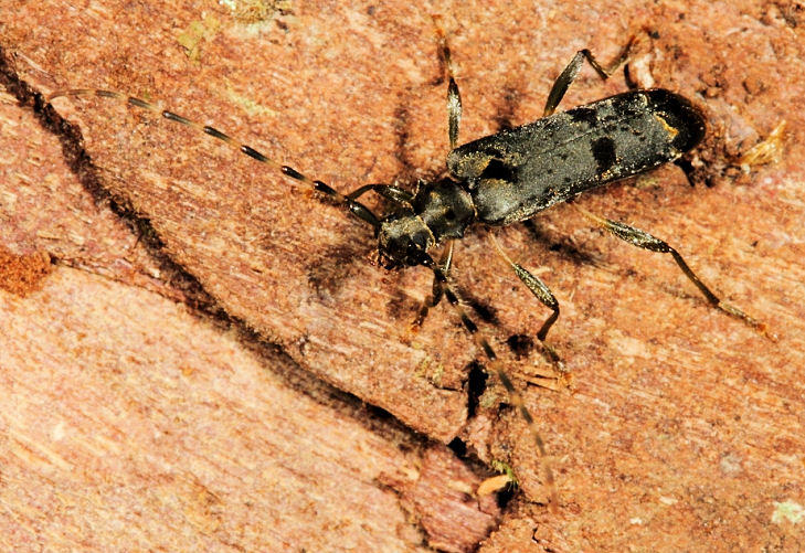 Файл:Agapanthida pulchella.jpg