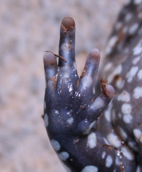 Файл:Dermatonotus muelleri03.jpg