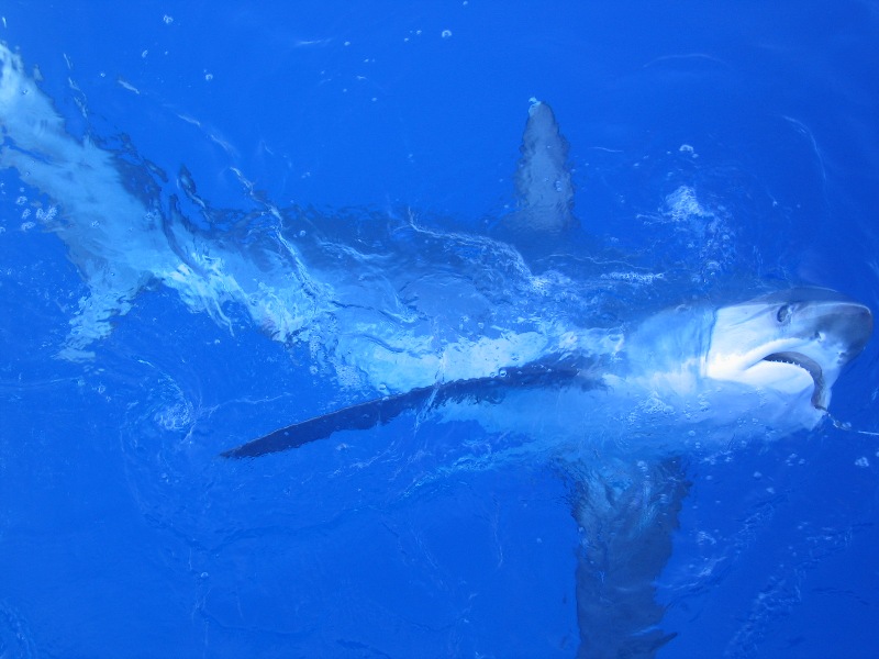 Файл:Alopias vulpinus hooked2.jpg