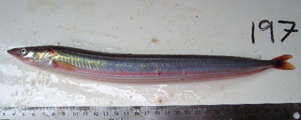 Файл:Ammodytes hexapterus 2.jpg