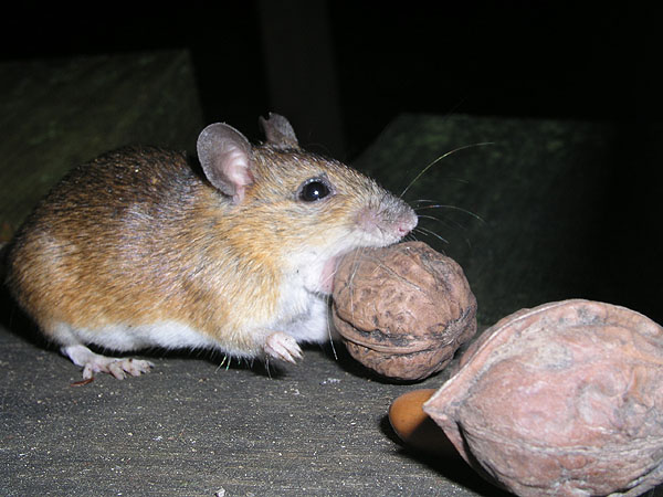 Файл:Apodemus speciosus1.jpg