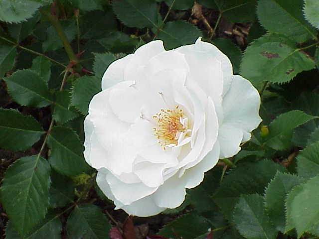 Файл:Rosa sp.182.jpg