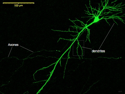 Файл:Neurone pyramidal.jpg