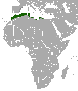 Файл:North African Hedgehog area.png