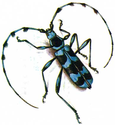 Файл:Rosalia coelestis.jpg
