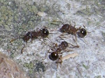 Файл:Pristomyrmex pungens01.jpg