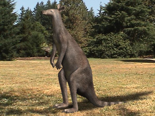 Файл:Protemnodon anak.jpg