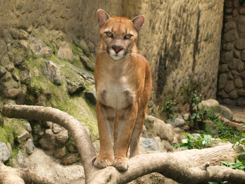 Файл:Puma (Puma concolor).jpg