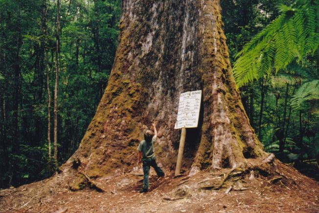 Файл:Tasmania logging 01 under tallest tree.jpg