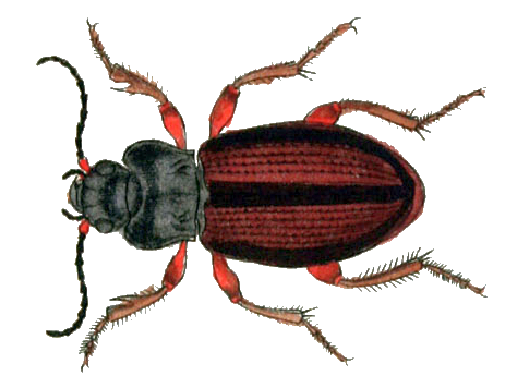 Файл:Amara alpina.png