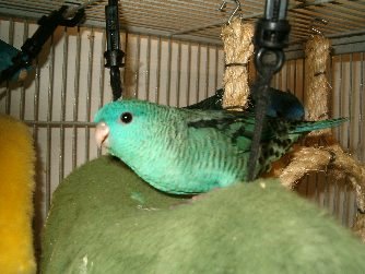 Файл:Bolborhynchus lineola.jpg