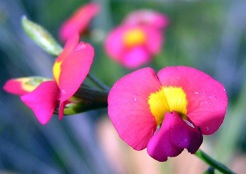 Файл:Chorizema diversifolium.jpg