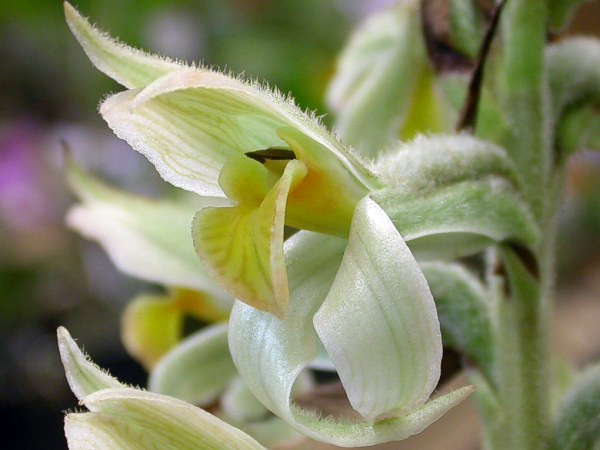Файл:Sarcoglottis heringeri.jpg