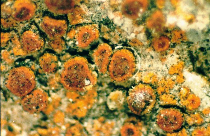 Файл:Caloplaca sideritis-1.jpg