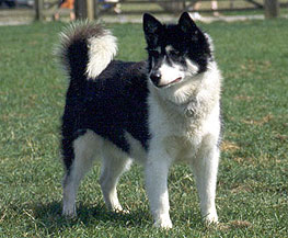 Файл:Canadian Inuit Dog.jpg