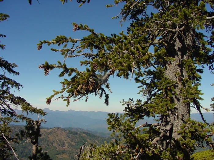 Файл:Foxtail Pine.jpg