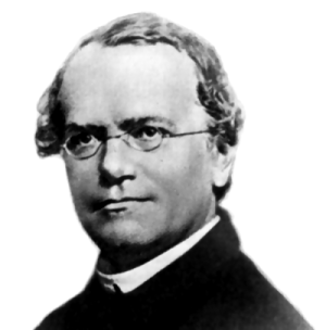 Файл:Gregor Mendel.png