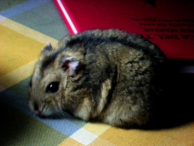 Файл:Hamster Ruso.jpg