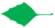 Файл:Leaf morphology rhomboid.png