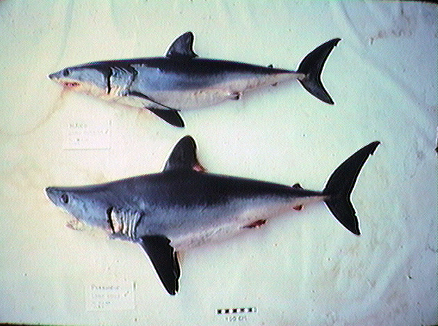 Файл:Porbeagle mako comparison.jpg